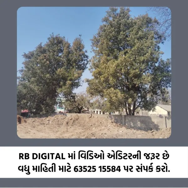મોરબીમાં પાંચ સ્થળોએ આવેલા કોનોકાર્પસ વૃક્ષો જમીન, આરોગ્ય માટે હાનિકારક
