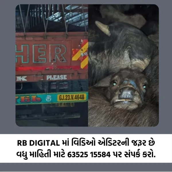 કચ્છથી માળિયા થઈને અમદાવાદ કતલખાને ધકેલાતા 32 અબોલ પશુઓને બચાવાયા
