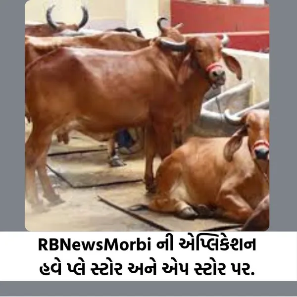 ટંકારા -હળવદના 16 ગૌશાળા સંચાલકોએ 55 પશુઓને રાખવાની તૈયારી દર્શાવી