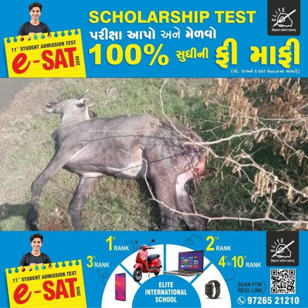 માળિયાના બગસરા ગામે નીલગાયનો ક્રૂરતાપૂર્વક શિકાર, ગ્રામજનોમાં ભારે રોષ
