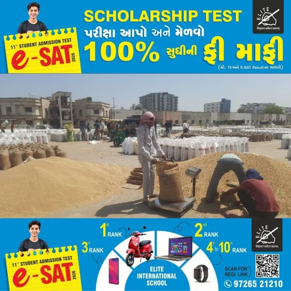 મોરબીમાં કપાસને માવઠું નડયું હવે ઘઉંમાં અપૂરતા ભાવનો માર
