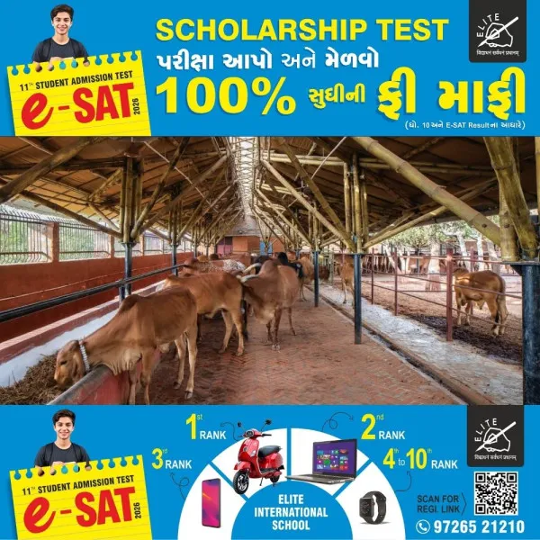 મોરબી શહેરમાં નવા એનિમલ હોસ્ટેલ બનાવાનું આયોજન

