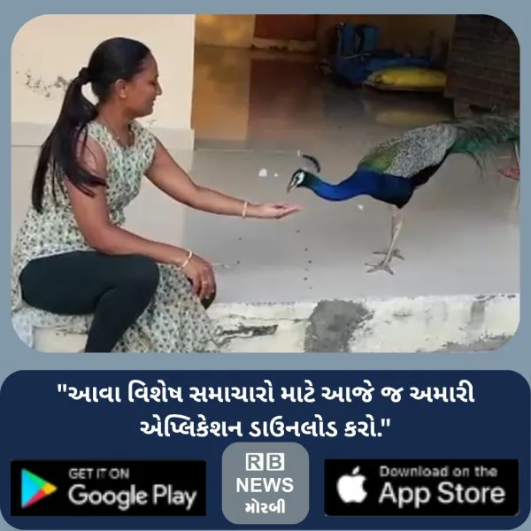 માળીયા (મી)ના નાનાભેલામાં માત્ર 200ની વસ્તી સામે 1 હજારથી વધુ મોરનો 