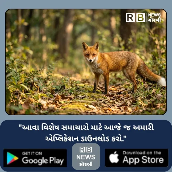 હળવદમાં બે દિવસમાં બે શિયાળના અકસ્માતમાં કરુણ મૃત્યુ
