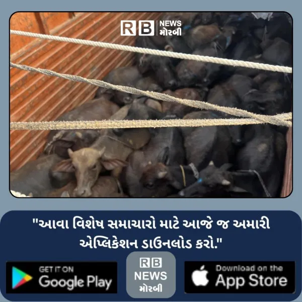 હળવદની સરા ચોકડીએ ટ્રકમાં ક્રૂરતાપૂર્વક ભરીને કતલખાને ધકેલાતા 35 પશુઓને બચાવાયા