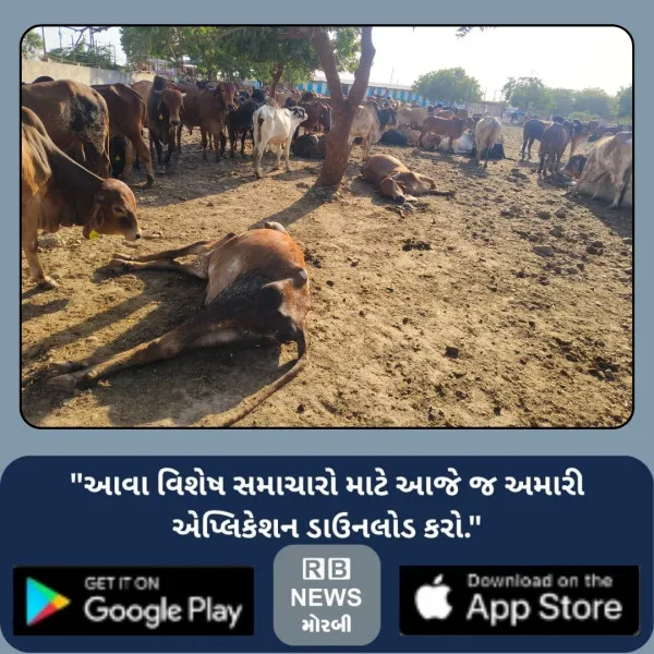મોરબીના નદીઘરમાં ઘાસચારો, પાણીનો અભાવ અને ભ્રષ્ટાચારનો કોંગ્રેસનો સનસનીખેજ આક્ષેપ
