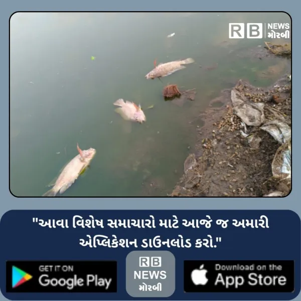 મોરબીના શનાળા ગામે તળાવમાં મોટી સંખ્યામાં માછલાઓના ભેદી રીતે મોત
