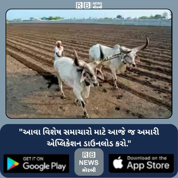 માળીયામાં પ્રારંભિક તબક્કે જ મેઘમહેરે વર્ષોનું મેણું ભાંગ્યું, અઢી ઇંચ વરસાદથી વાવણી શરૂ