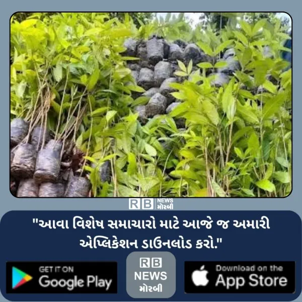 મોરબીને લીલુંછમ હરિયાળું બનાવવા રવિવારે વિનામૂલ્યે રોપા વિતરણ 
