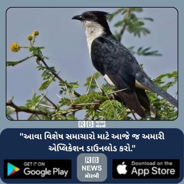 ચોમાસાની આહટ વચ્ચે મોરબીમાં દુર્લભ ગણાતું ચાતક પક્ષી જોવા મળતાં ભારે કુતુહલ
