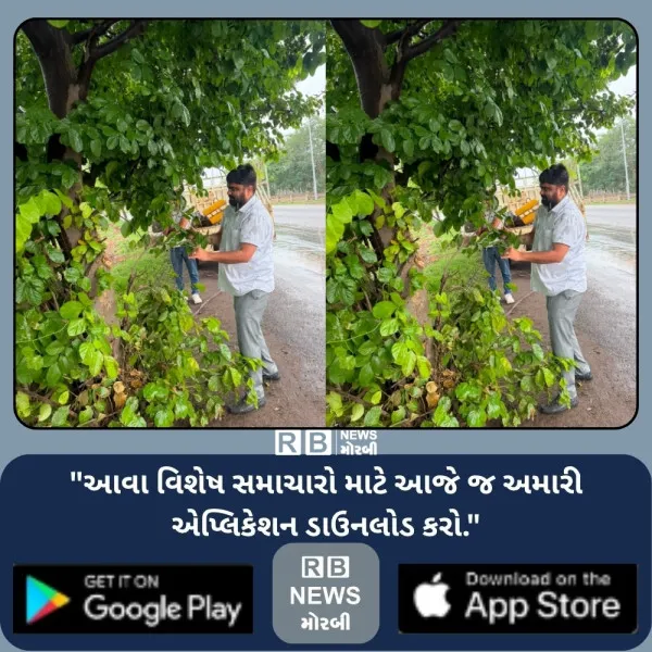 જોધપર-રફાળેશ્વર રોડ પર નિર્શિવ ફાઉન્ડેશન દ્વારા વૃક્ષોને ગૂંગળાવતા લોખંડના પાંજરા દૂર કરાતા 20 વૃક્ષોને મળ્યું નવજીવન