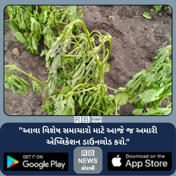 બીટી કપાસમાં સુકારા જેવો રોગ નહીં પણ છોડ પાસે પાણી ભરાવાં...