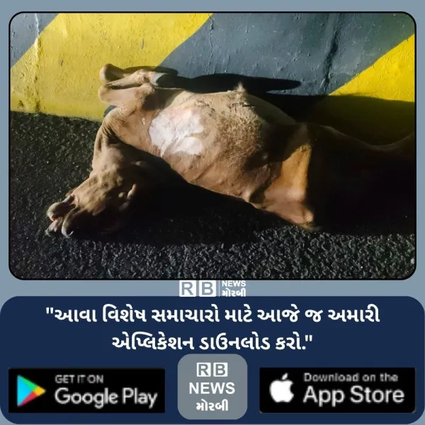 મોરબી નેશનલ હાઈવે પર સ્ટ્રીટ લાઈટો શોભાના ગાંઠિયા સમાન, ગૌવંશનું મોત